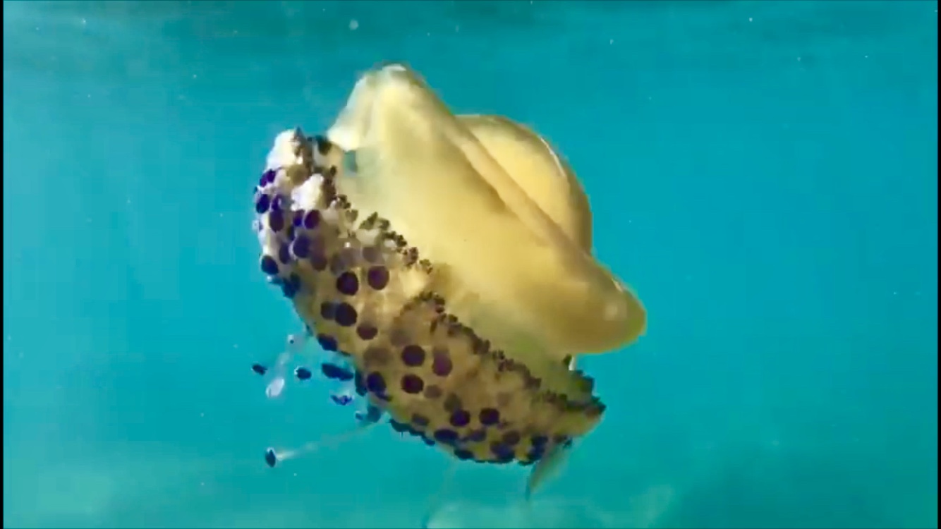 La Cassiopea mediterranea, una delle nostre meduse pi colorate